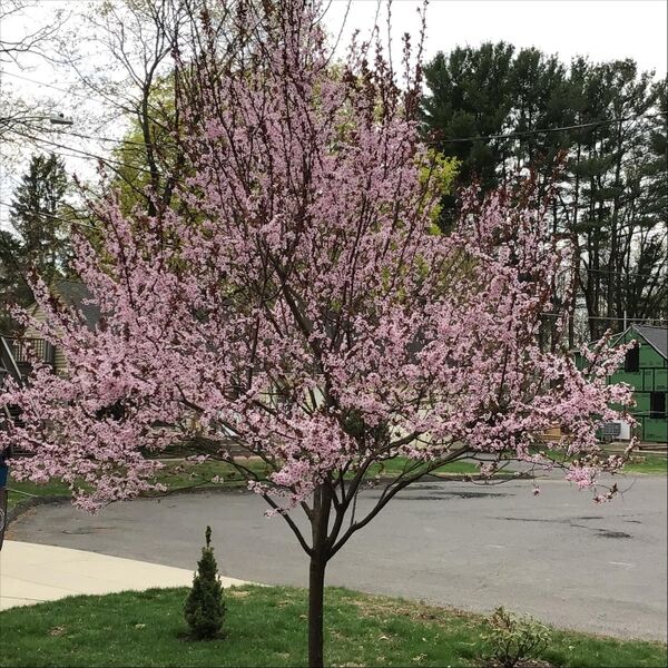 Cover art for Dance of the Cuckoos